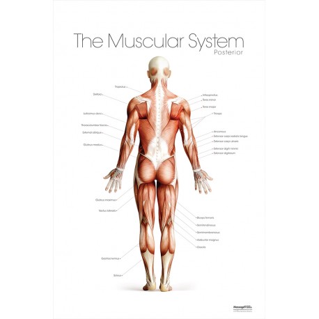 The Muscular Posterior Poster
